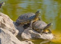 red-eared turtles basking in the sun