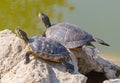 red-eared turtles basking in the sun