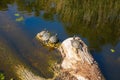 Red-eared turtles basking and swimming in the sun