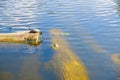 Red-eared turtles basking and swimming in the sun