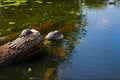 Red-eared turtles basking and swimming in the sun