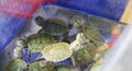 Red-eared turtles in a container of water