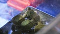 Red-eared turtles in a container of water