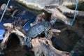 Red eared turtles on gray stone closeup