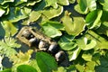 Red-eared turtles, water Lily leaves Royalty Free Stock Photo