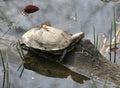 Red eared water turtle