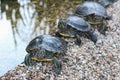 Red-eared water turtles sitting in a row on the shore of the pond. Close up.