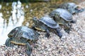 Red-eared water turtles sitting in a row on the shore of the pond. Close up. Botanical garden. Royalty Free Stock Photo