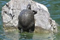 Red eared and Yellow bellied slider turtles sunning Stow Lake Golden Gate Park 8