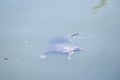 Red eared and Yellow bellied slider turtles swimming 8