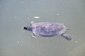 Red eared and Yellow bellied slider turtles swimming 3