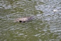 Red eared and Yellow bellied slider turtles swimming, 1.