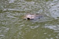 Red eared and Yellow bellied slider turtles swimming, 2.