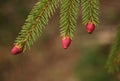 Red Early Spruce Pinecones