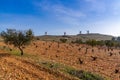 Red earth and barren grapevines in a vineyard in La Mancha with whitewashed windmills in the background