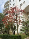Australian Brachychiton acerifolius, commonly known as the Illawarra Flame Tree,