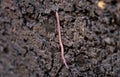 Red earthworm on organic soil, humus, compost. Vermicomposting, vermiculture, homemade worm composting. Kitchen and garden waste