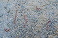 Red earthworms crawled on the asphalt after the rain