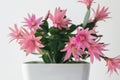 Red easter cactus flower in white pot Royalty Free Stock Photo