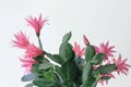 Red easter cactus flower in white pot Royalty Free Stock Photo