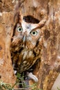 Red Eastern Screech Owl Royalty Free Stock Photo