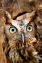 Red Eastern Screech Owl Royalty Free Stock Photo