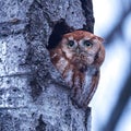 Red eastern screech owl looking out of a tree nest hole with blur background Royalty Free Stock Photo