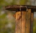 Red eastern screech owl - Megascops Asio - peeking out with yellow eyes Royalty Free Stock Photo