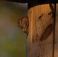 Red eastern screech owl Megascops Asio peeking out with yellow eyes of homemade wooden nest box Royalty Free Stock Photo