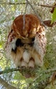 Red eastern screech owl Megascops Asio perched Royalty Free Stock Photo