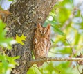 Red eastern screech owl Megascops Asio perched on tree branch - sound asleep next to trunk of turkey oak tree Quercus laevis Royalty Free Stock Photo