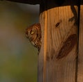 Red eastern screech owl (Megascops asio) with yellow eyes looking out home made nest box Royalty Free Stock Photo