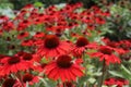 Red echinacea is a genus of herbaceous flowering plants in the daisy family.
