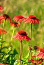 Red echinacea