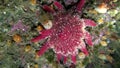 Red echinoderms on seabed of Barents Sea.