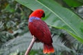 Red eclectic parrot