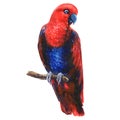 Red eclectus parrot on branch, colorful exotic female bird, isolated, hand drawn watercolor illustration on white