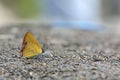 Red Edge yellow little butterfly in water