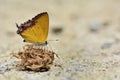 Red Edge yellow little butterfly in water