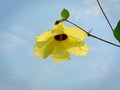 Yellow shoeflower Royalty Free Stock Photo