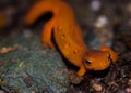 Red eft