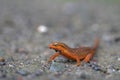 Red Eft Newt Royalty Free Stock Photo