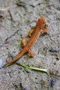 Red Eft newt on wet forest path Royalty Free Stock Photo