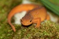 Red eft portrait Royalty Free Stock Photo