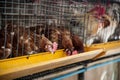 Red egg chickens in layer cage Royalty Free Stock Photo