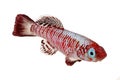 Red eggersi killifish aquarium fish Nothobranchius eggersi Royalty Free Stock Photo
