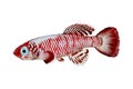 Red eggersi Killifish Killi aquarium fish Nothobranchius eggersi Royalty Free Stock Photo