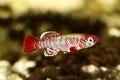 Red eggersi Killifish Killi aquarium fish Nothobranchius eggersi Royalty Free Stock Photo