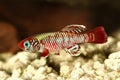 Red eggersi Killifish Killi aquarium fish Nothobranchius eggersi Royalty Free Stock Photo