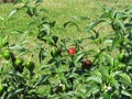 Red eggplant of Rotonda from Basilicata , Italy Solanum aethiopicum . Italian red aubergine